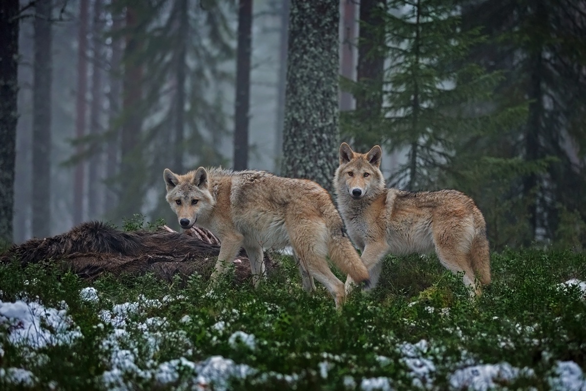 Il richiamo della foresta
