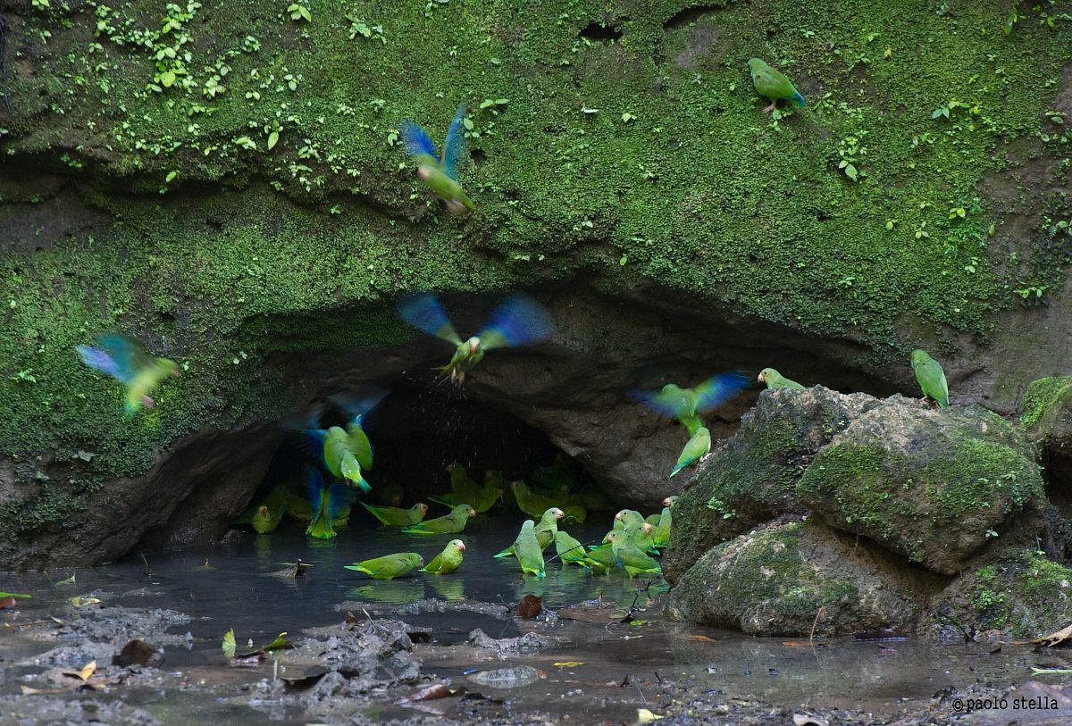 Cobalt-winged Parakeet