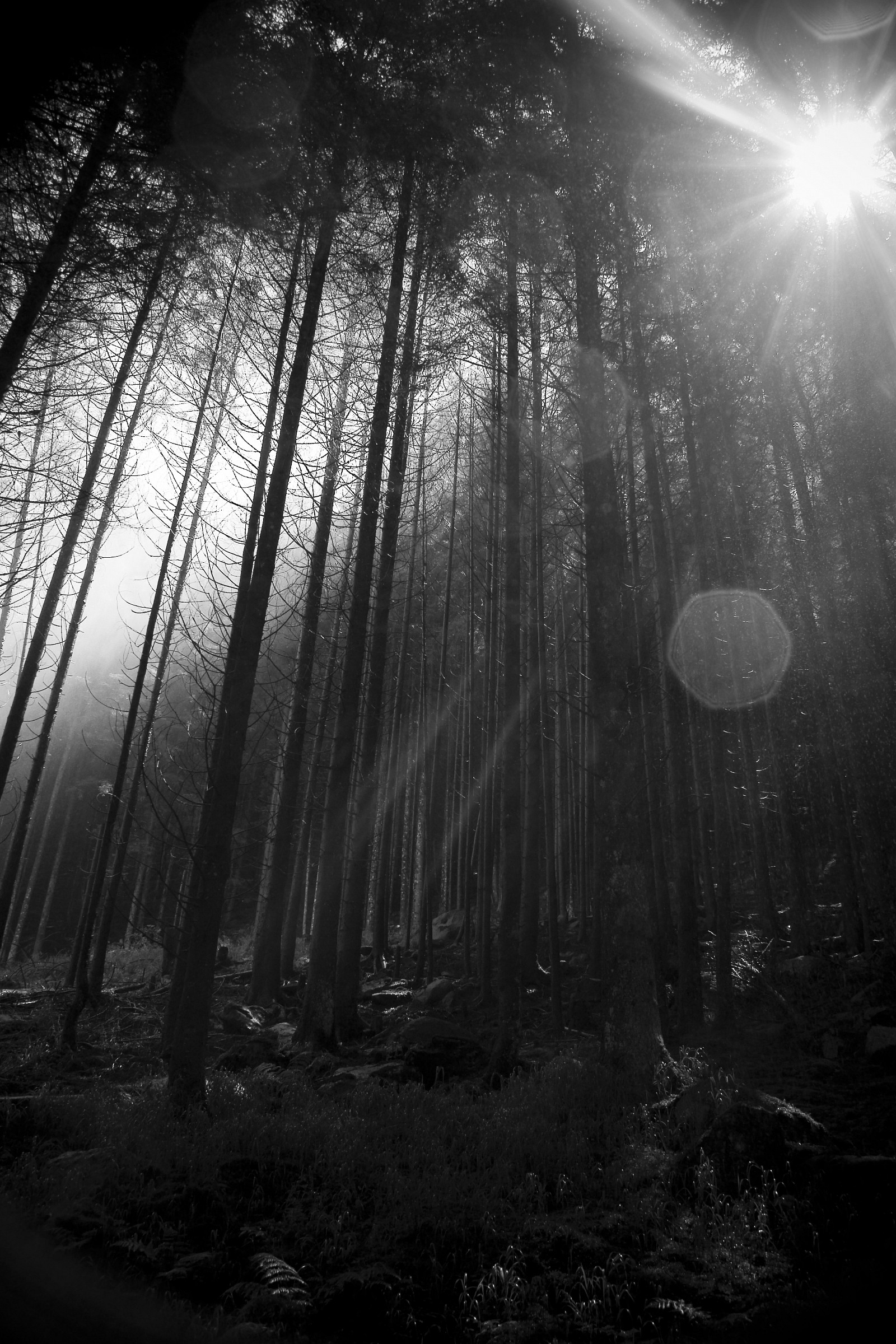 Rays .... humidity ..