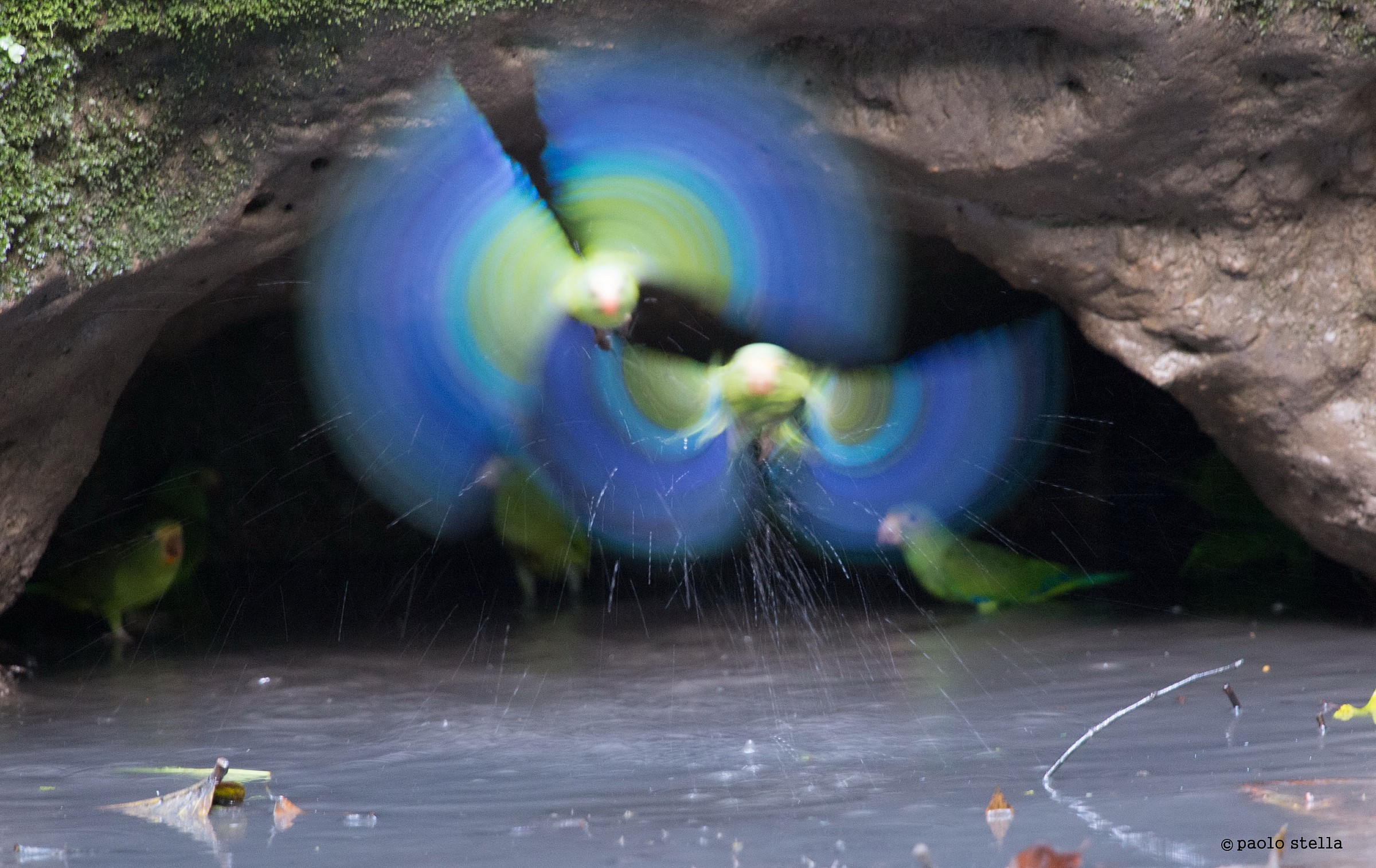 Cobalt-winged Parakeet on the flight