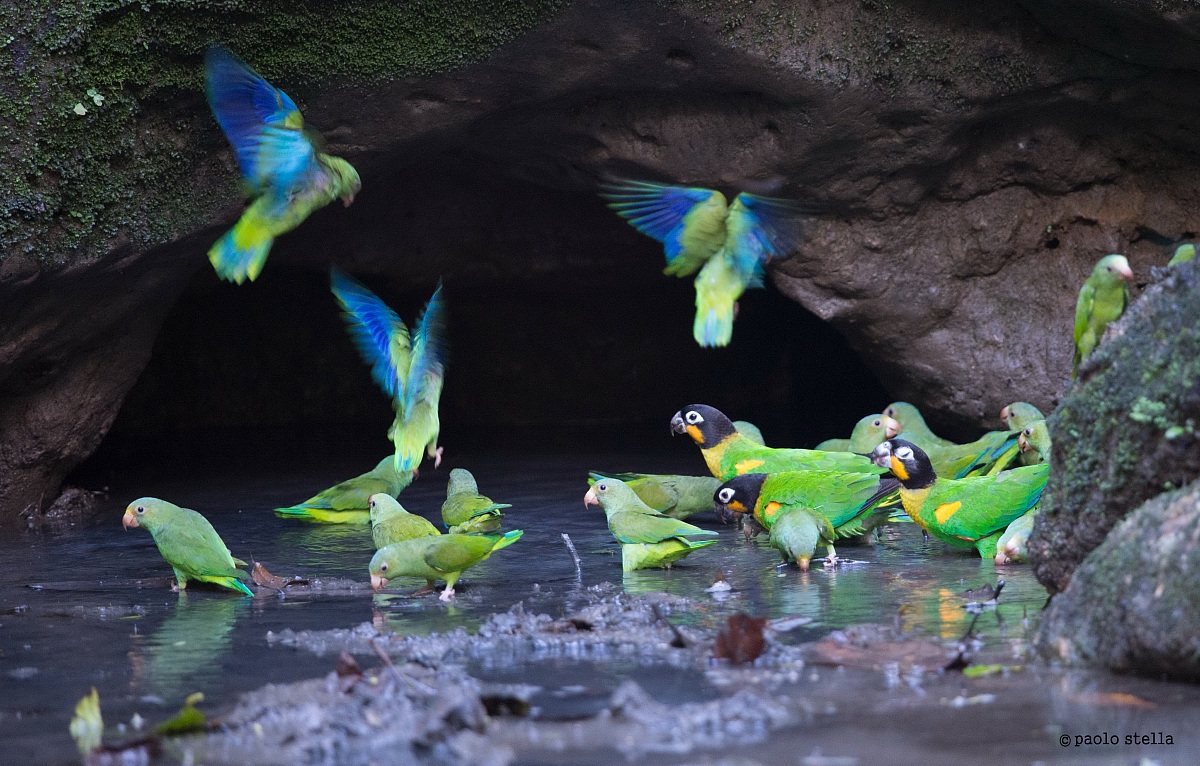 the miraculous source