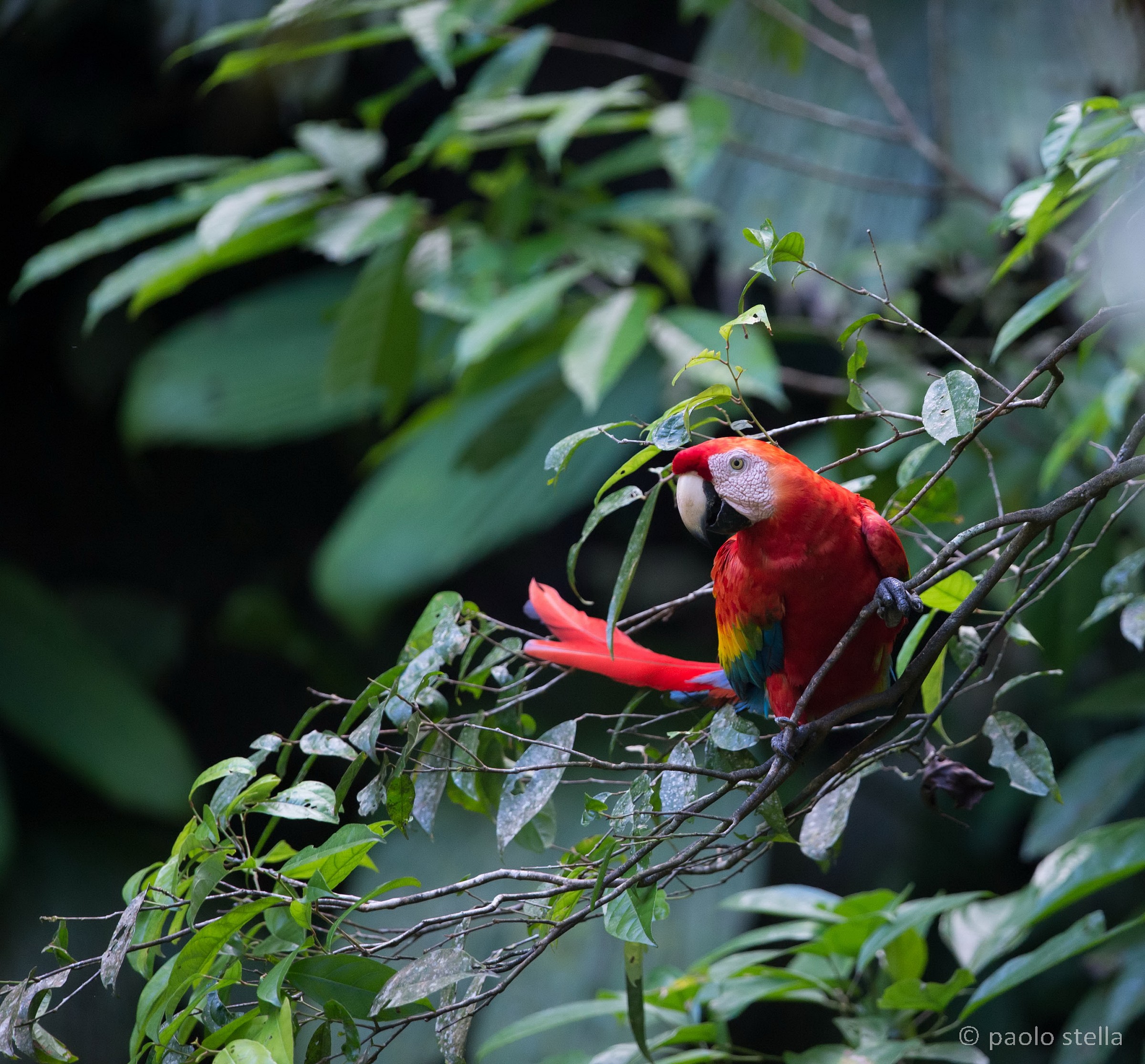 Scarlet Macaw (Ara macao)