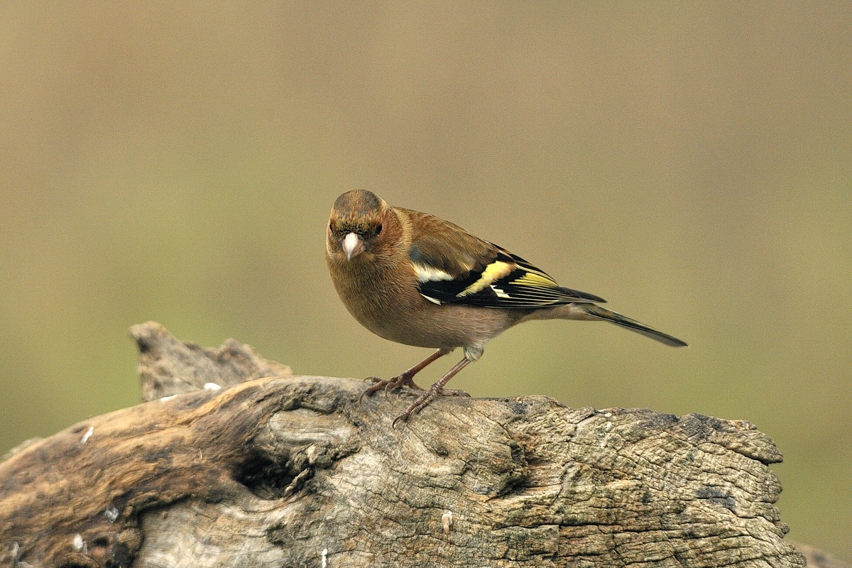 Finch