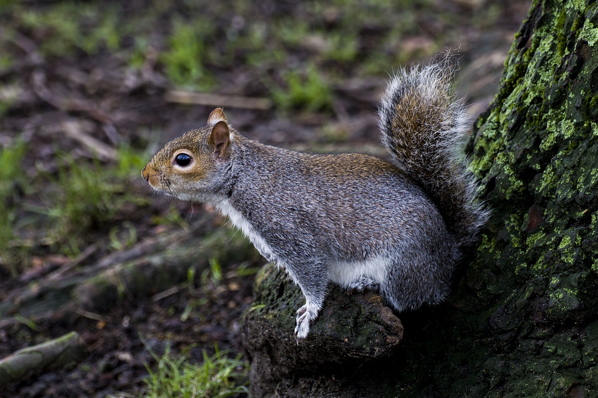 Scoiattolo nel parco di Hyde Park