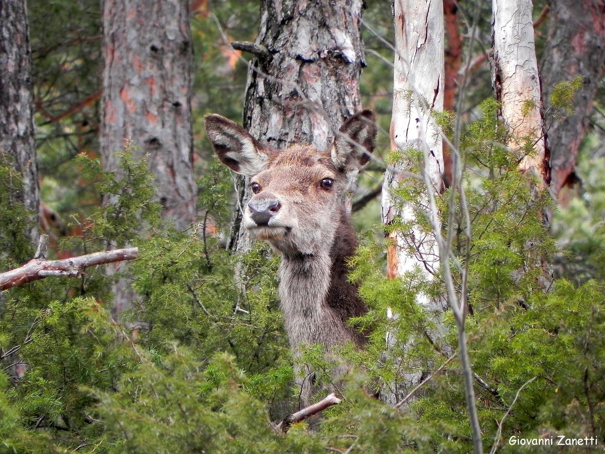 Cerva nel folto