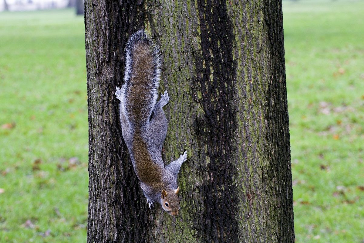 Scoiattolo3