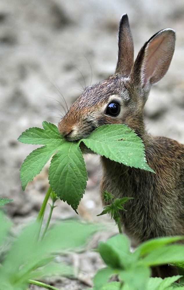 Ho mangiato la foglia..