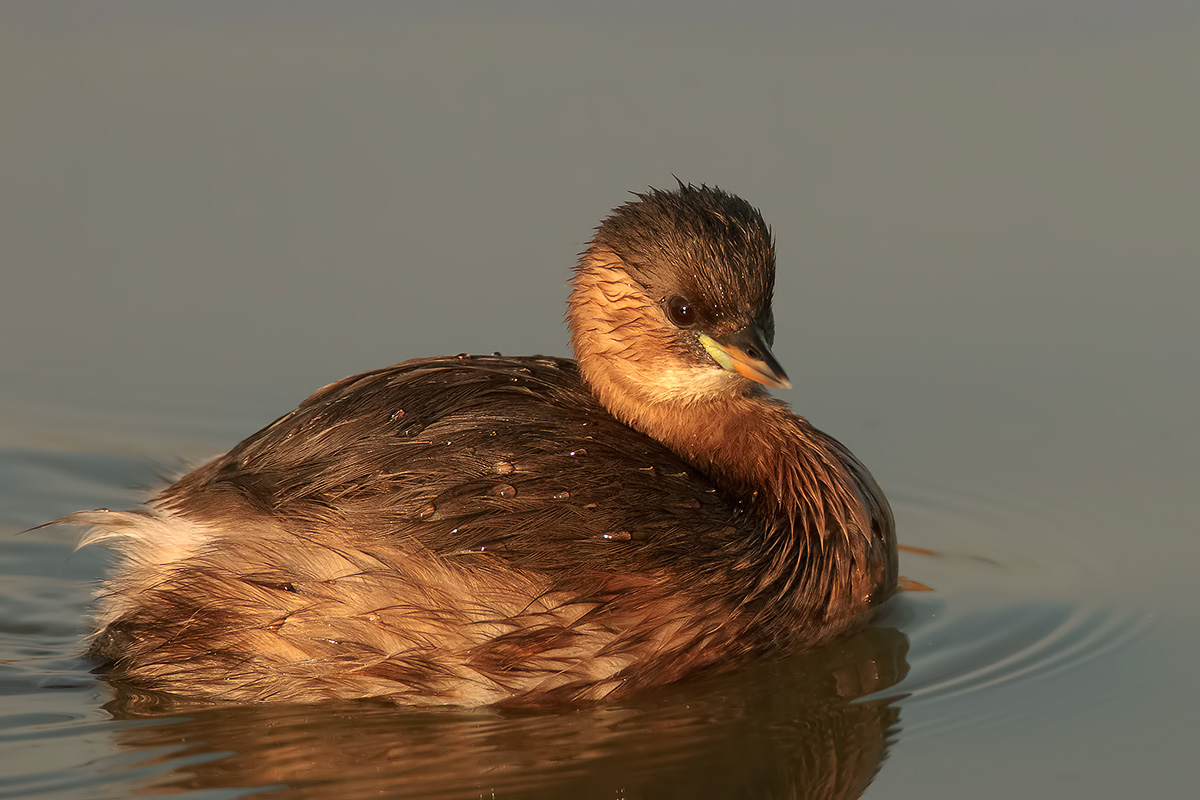 Little Grebe at sunset ...