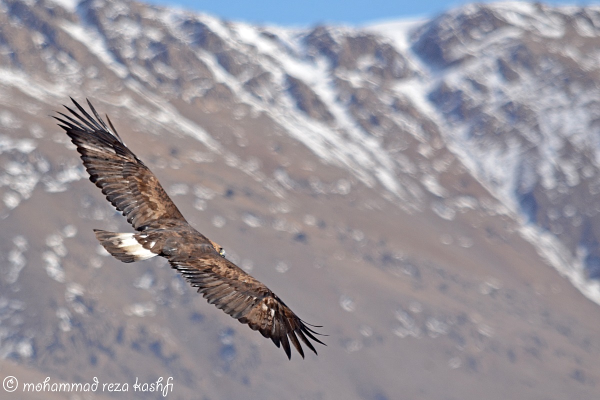 golden eagle