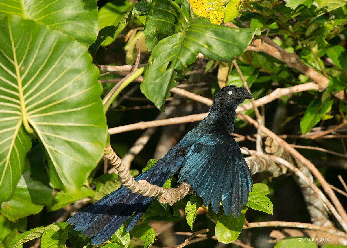 Greater Ani (Crotophaga major)