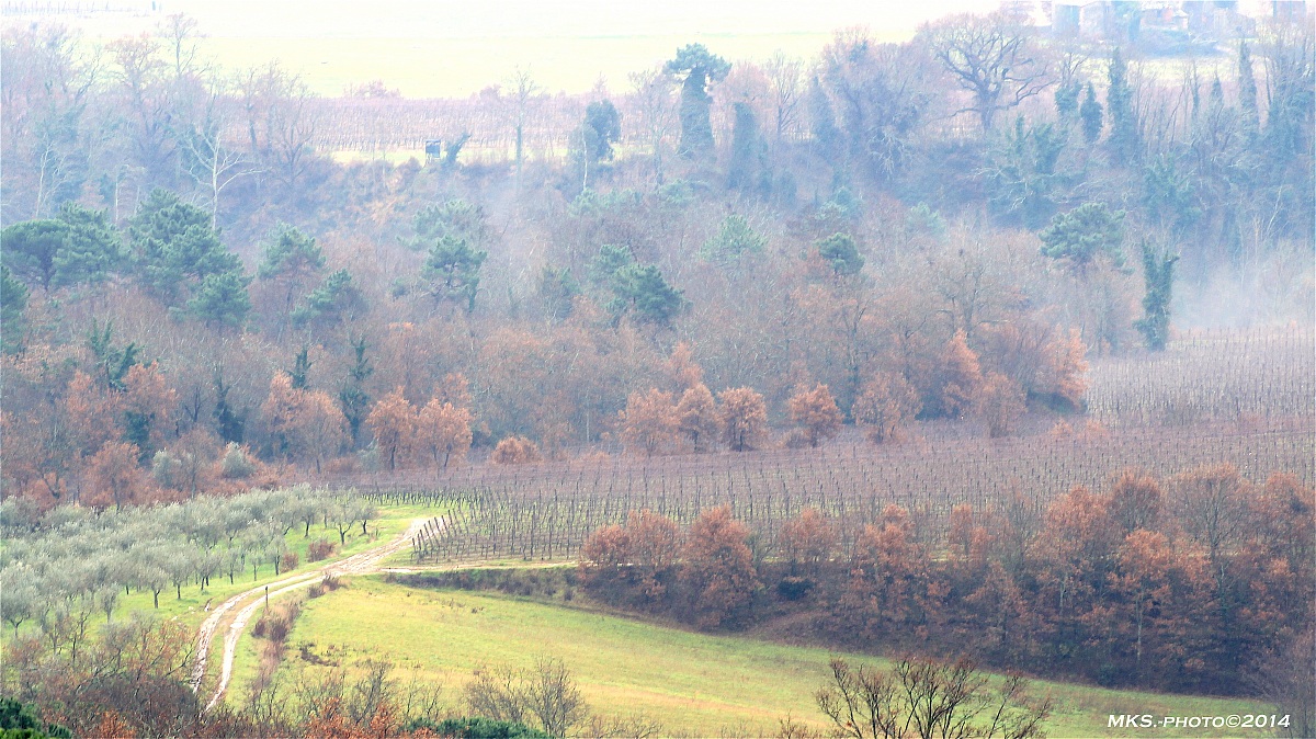 Vigneti sulla strada del Chianti Aretino (ar)