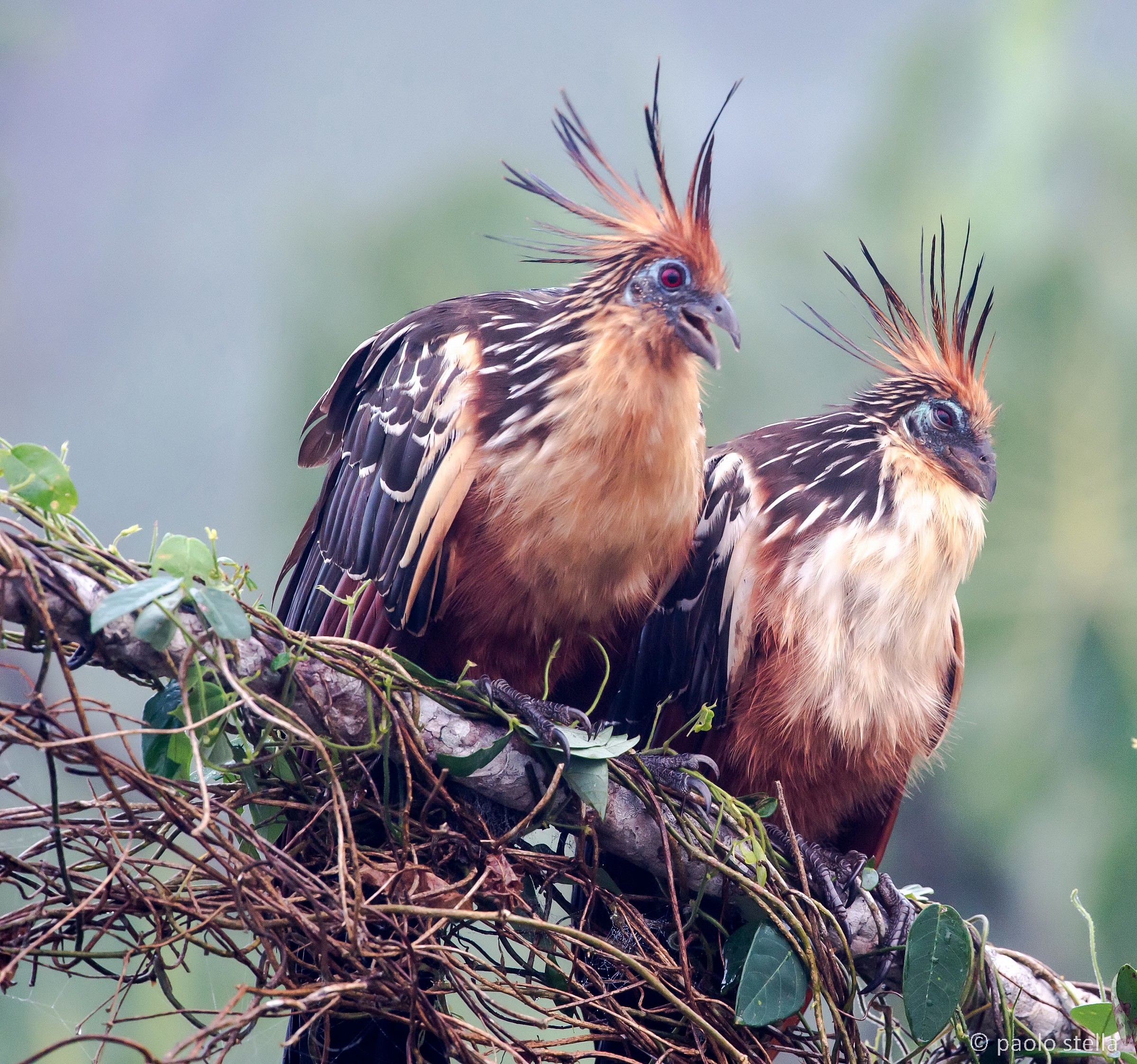 2 Hoatzin