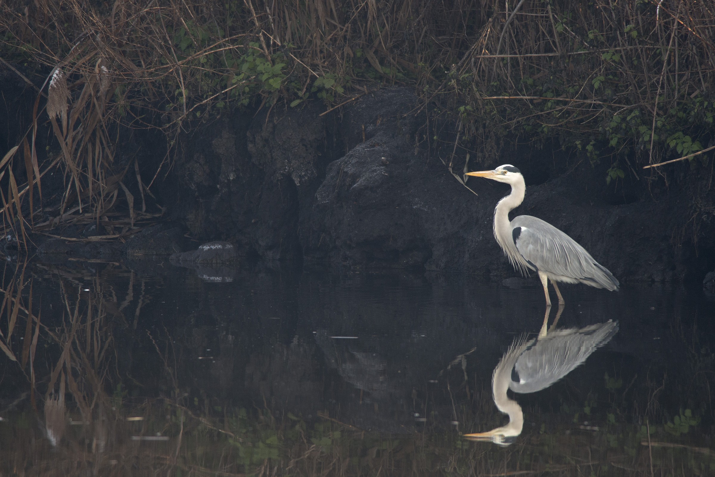 Airone cenerino - Ardea cinerea