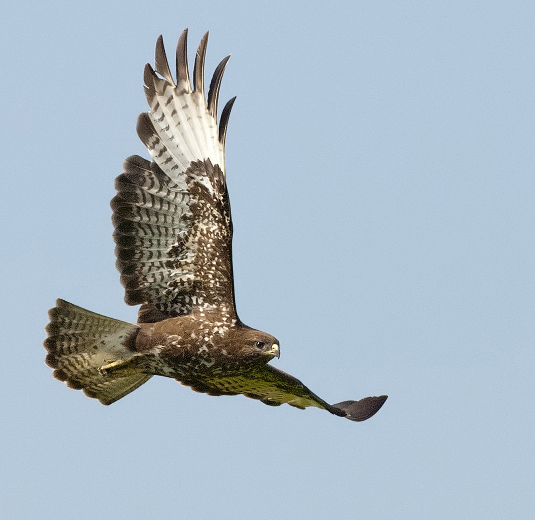 buzzard