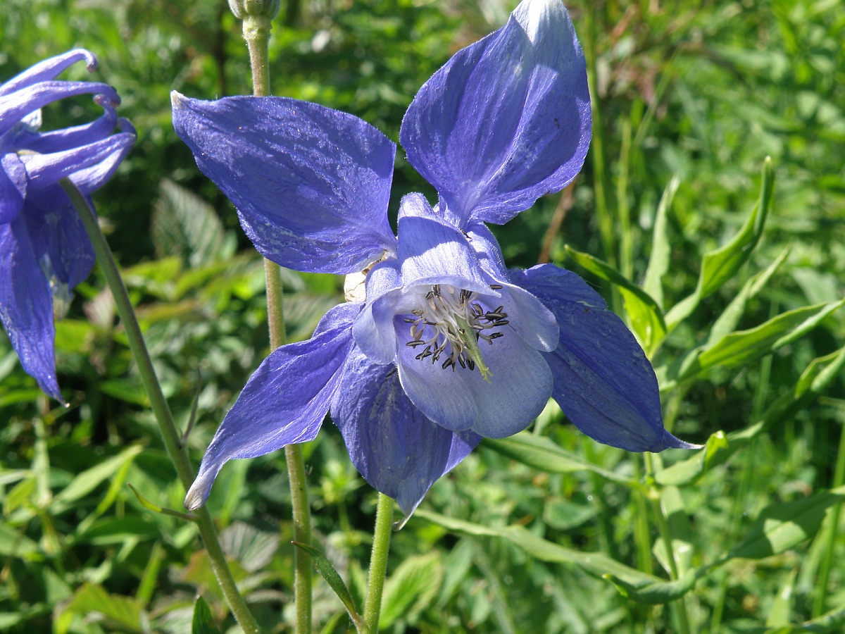 aquilegia alpina