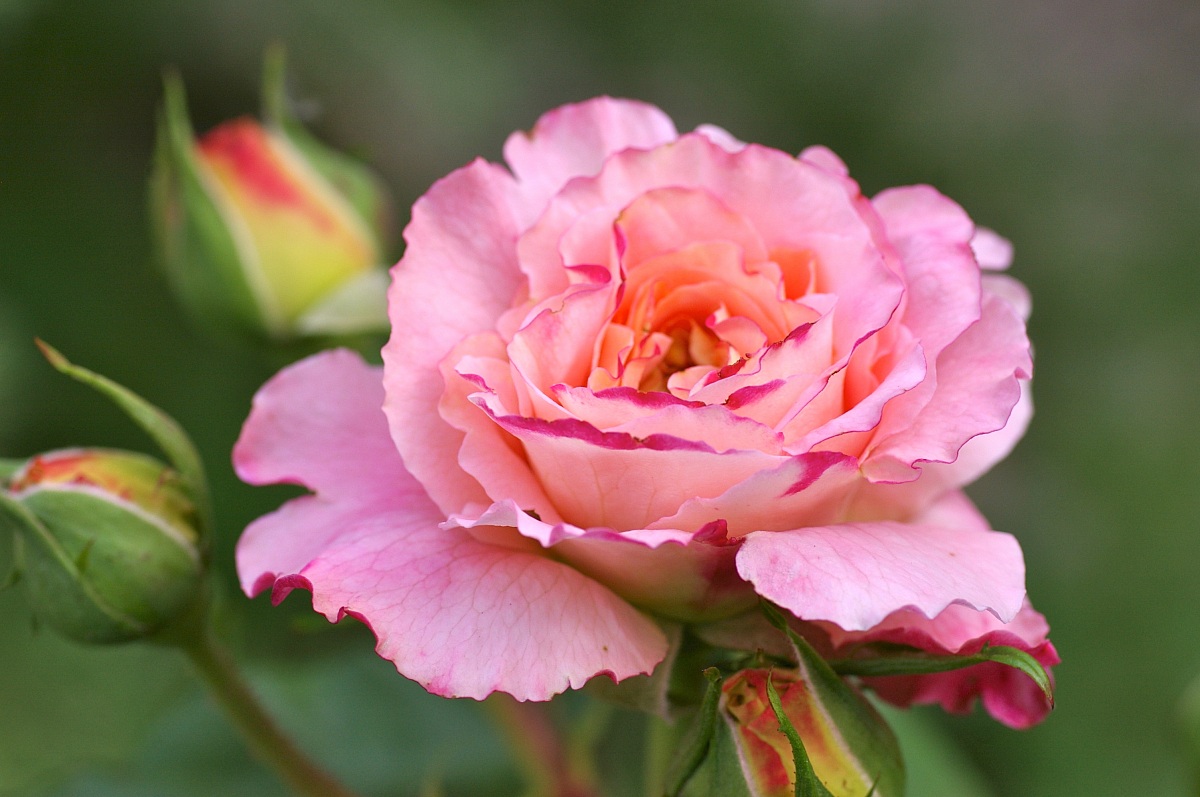 rosa ticinese (nostalgia)