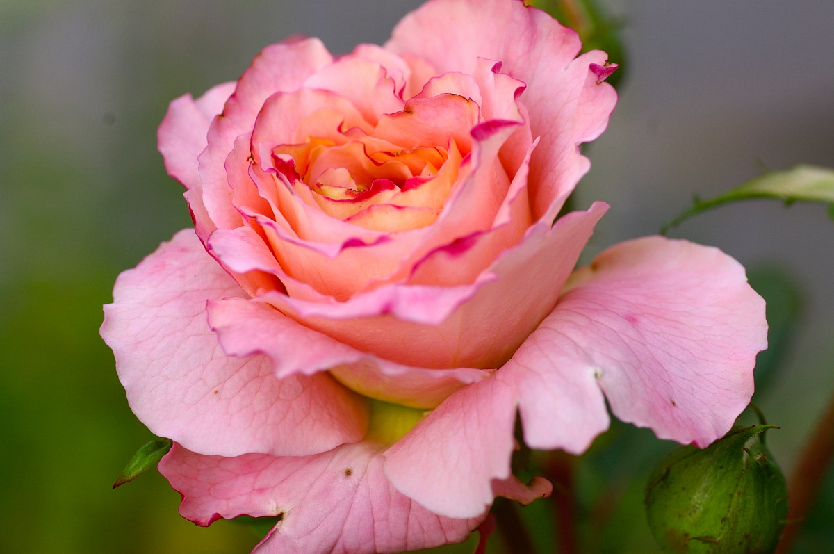 rosa ticinese (nostalgia)