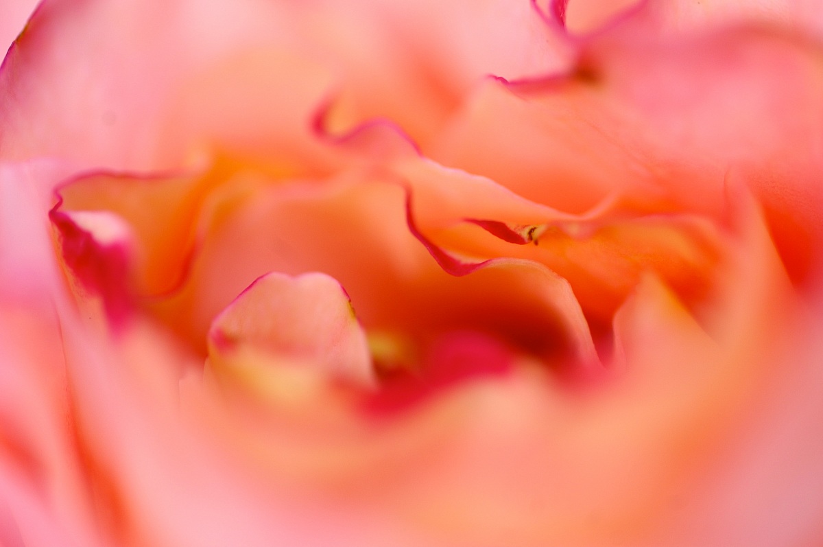 rosa ticinese (nostalgia)