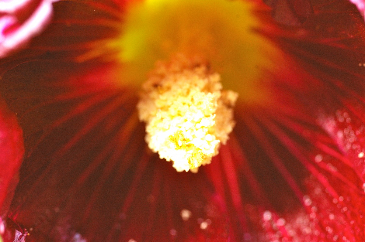 Alcea rosea, Syn.: Althaea rosea (l.) Cav.