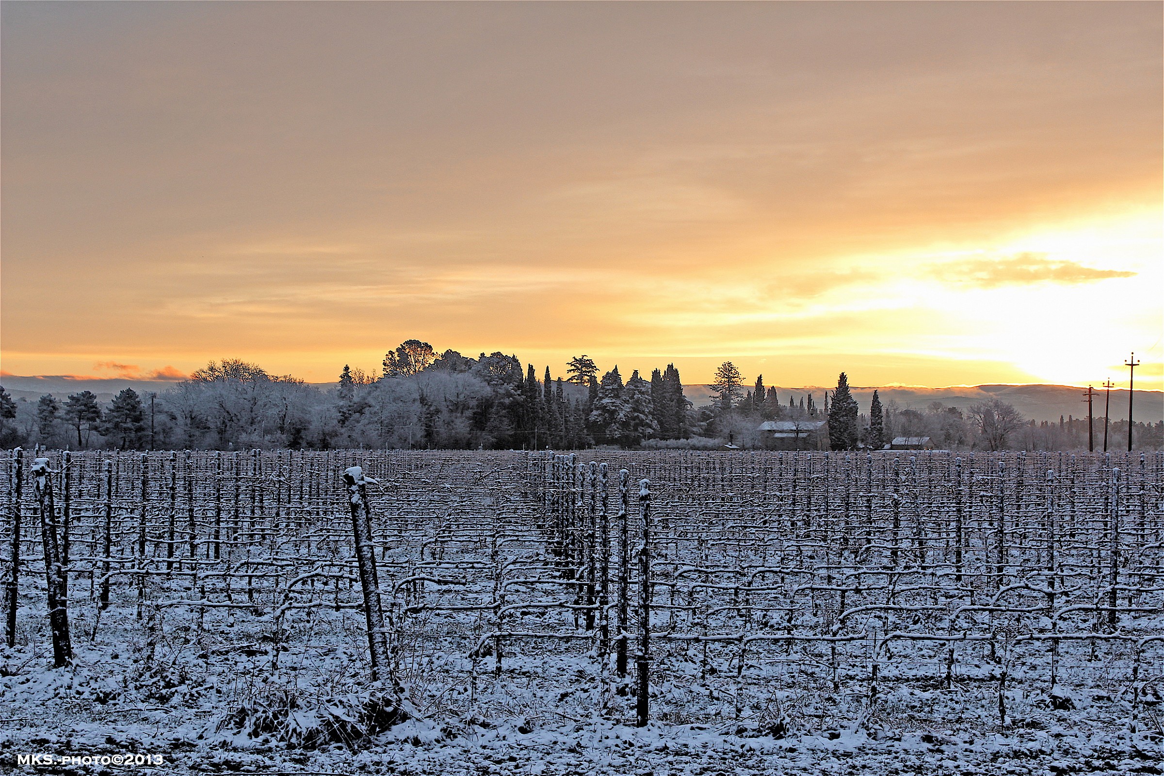 Vigneto Vitereta a Laterina (ar)