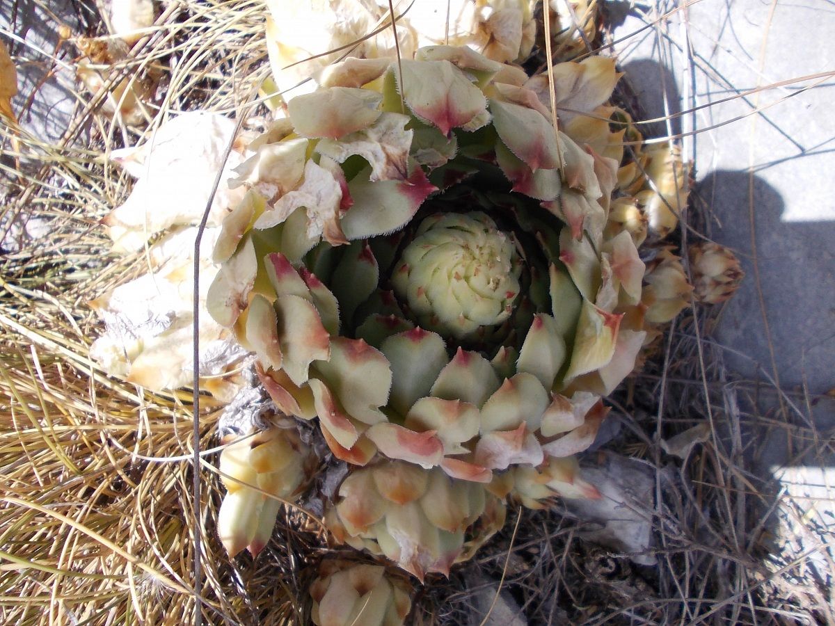 semprevivo di allioni