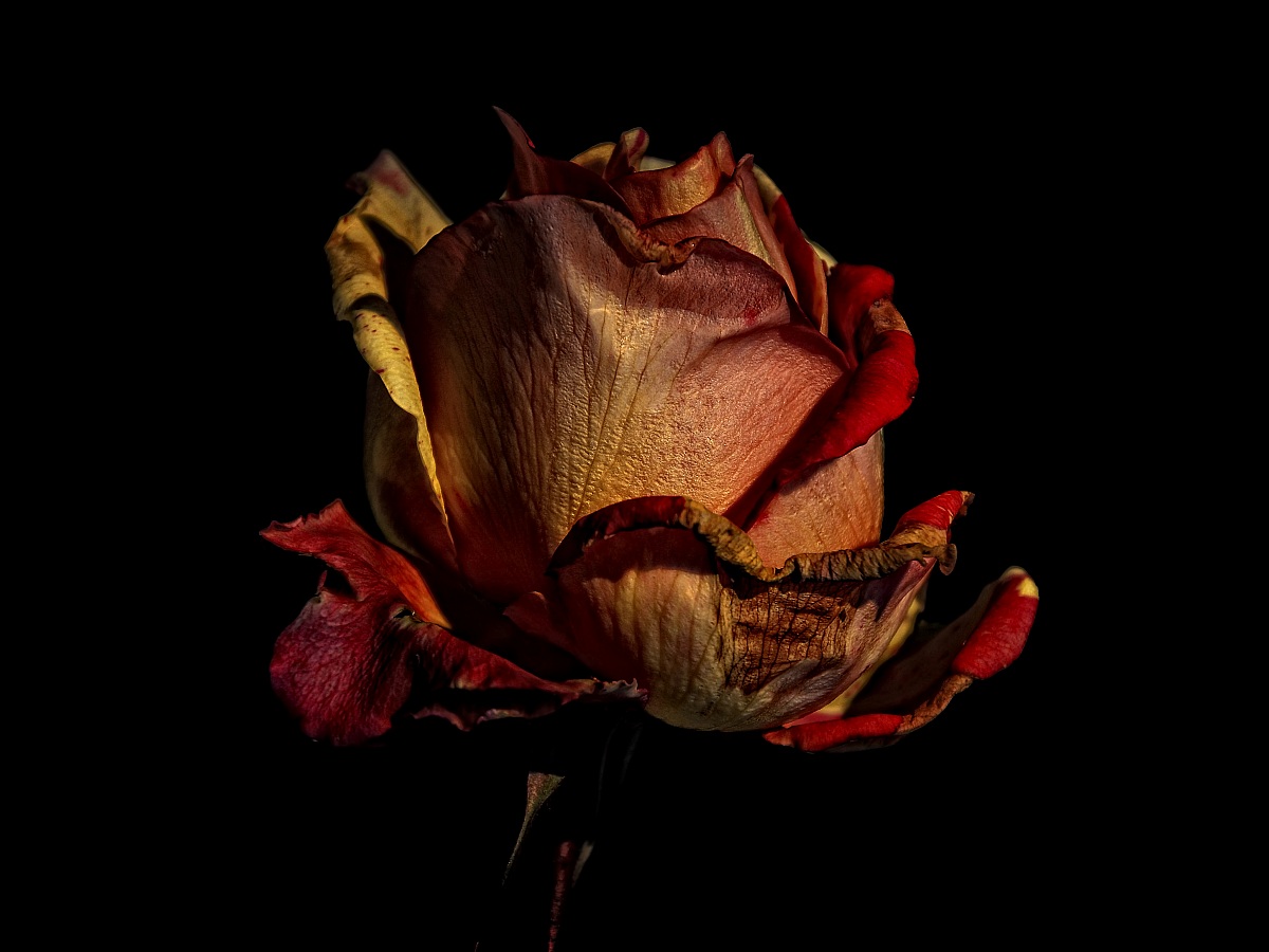 With the last light of day