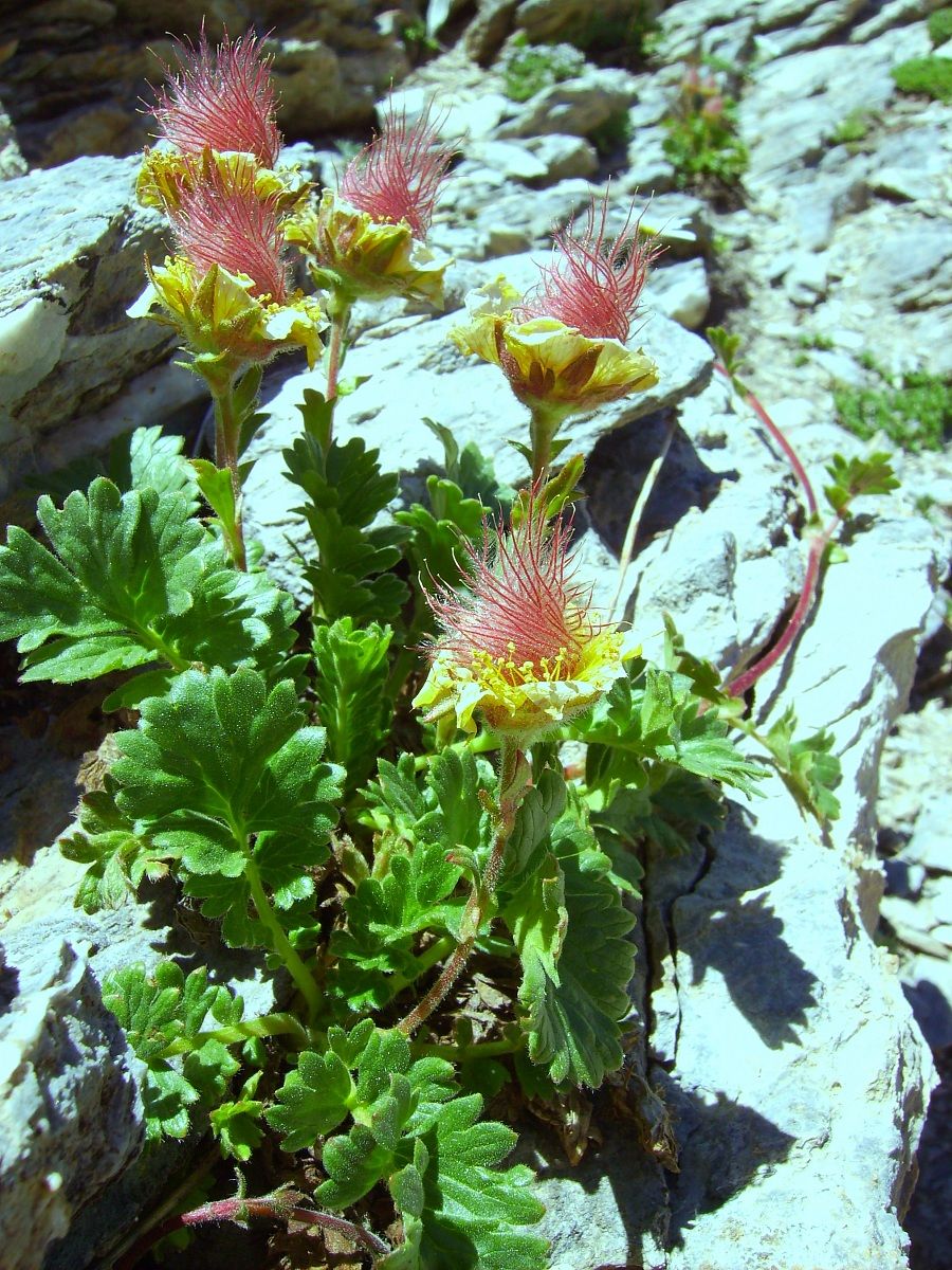 cariofillata delle pietraie