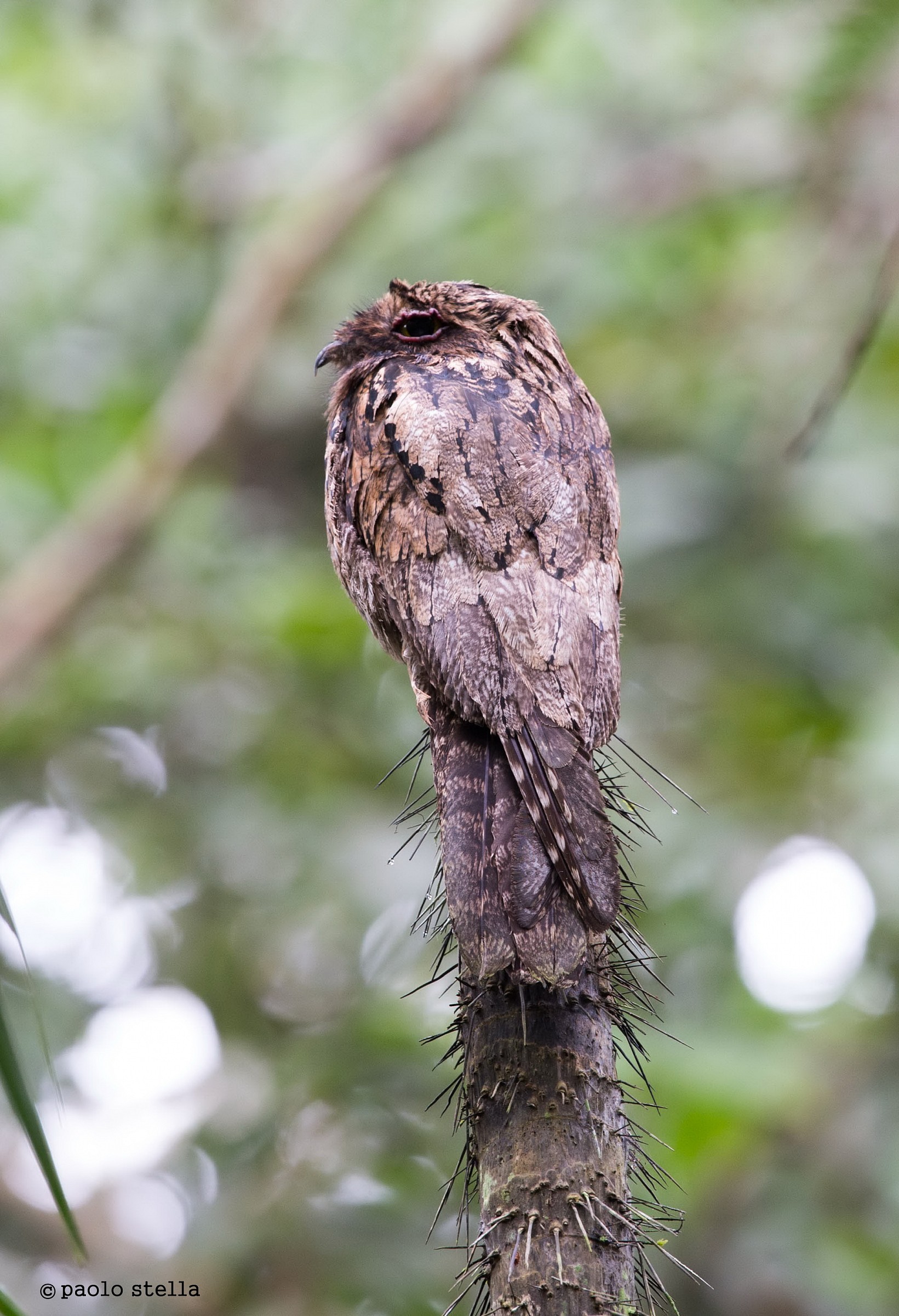 mimicry-Common Potoo