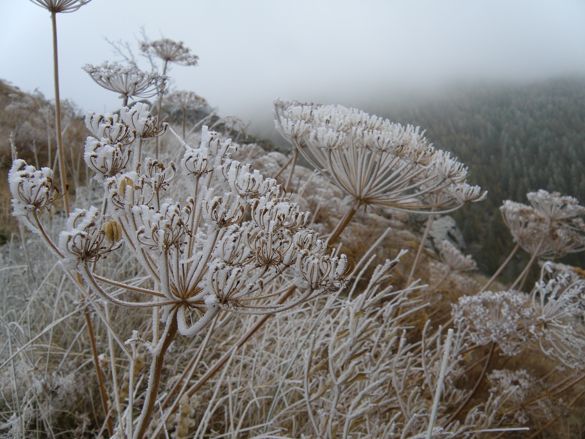 laserpizio sermontano in galaverna