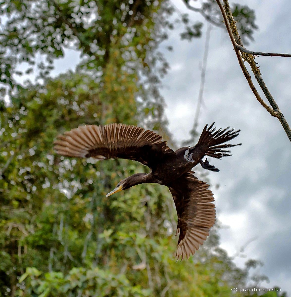in flight - Neotropic Cormorant