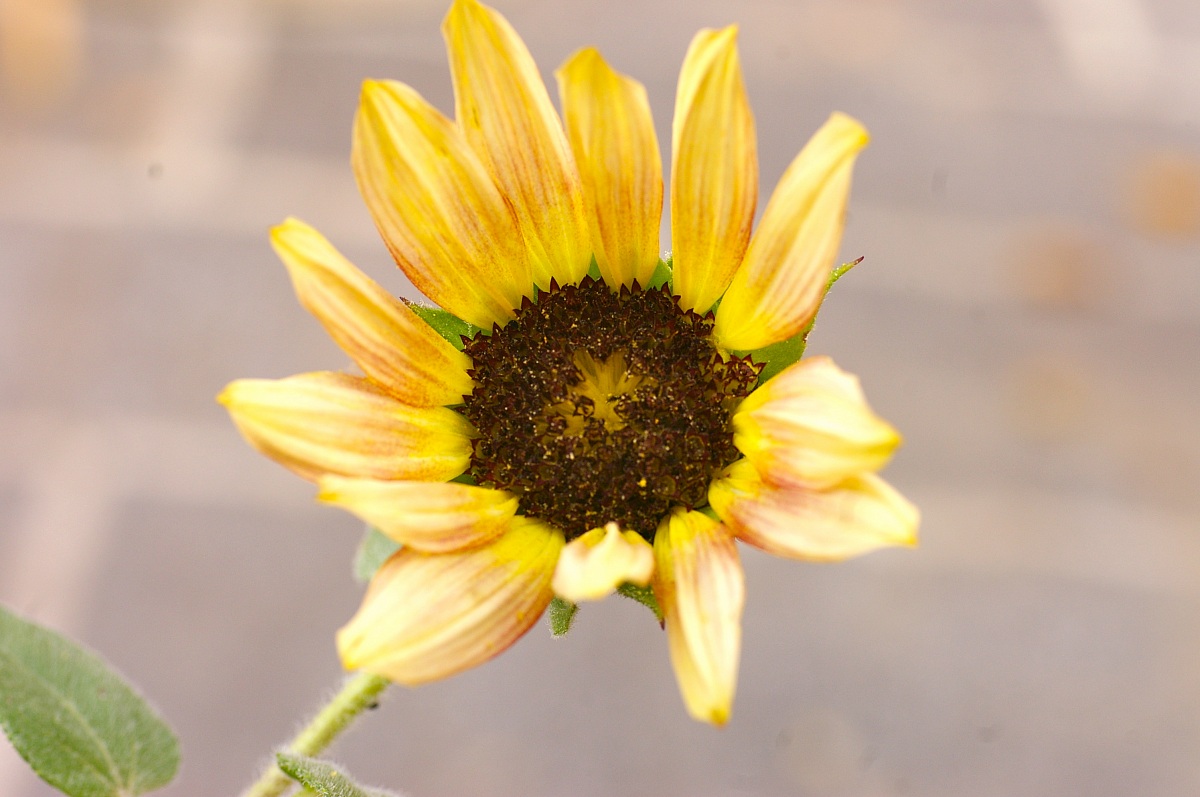girasole
