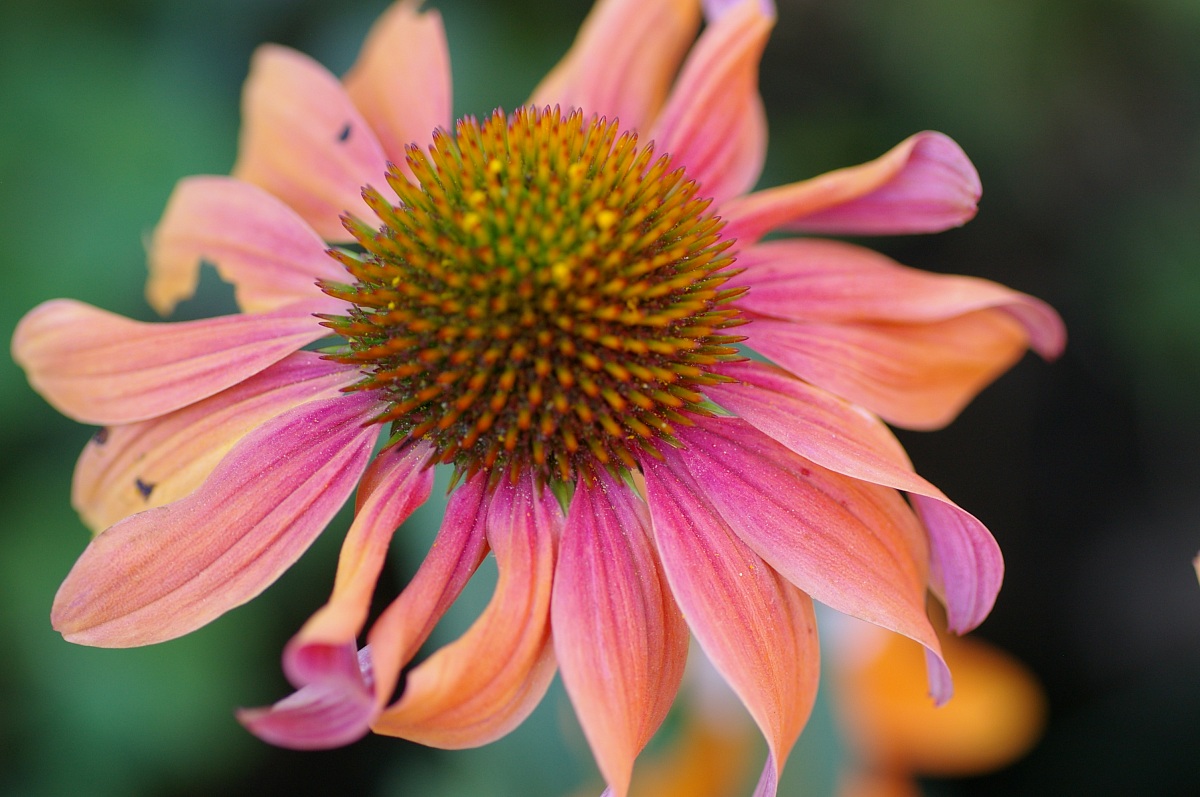 echinacea
