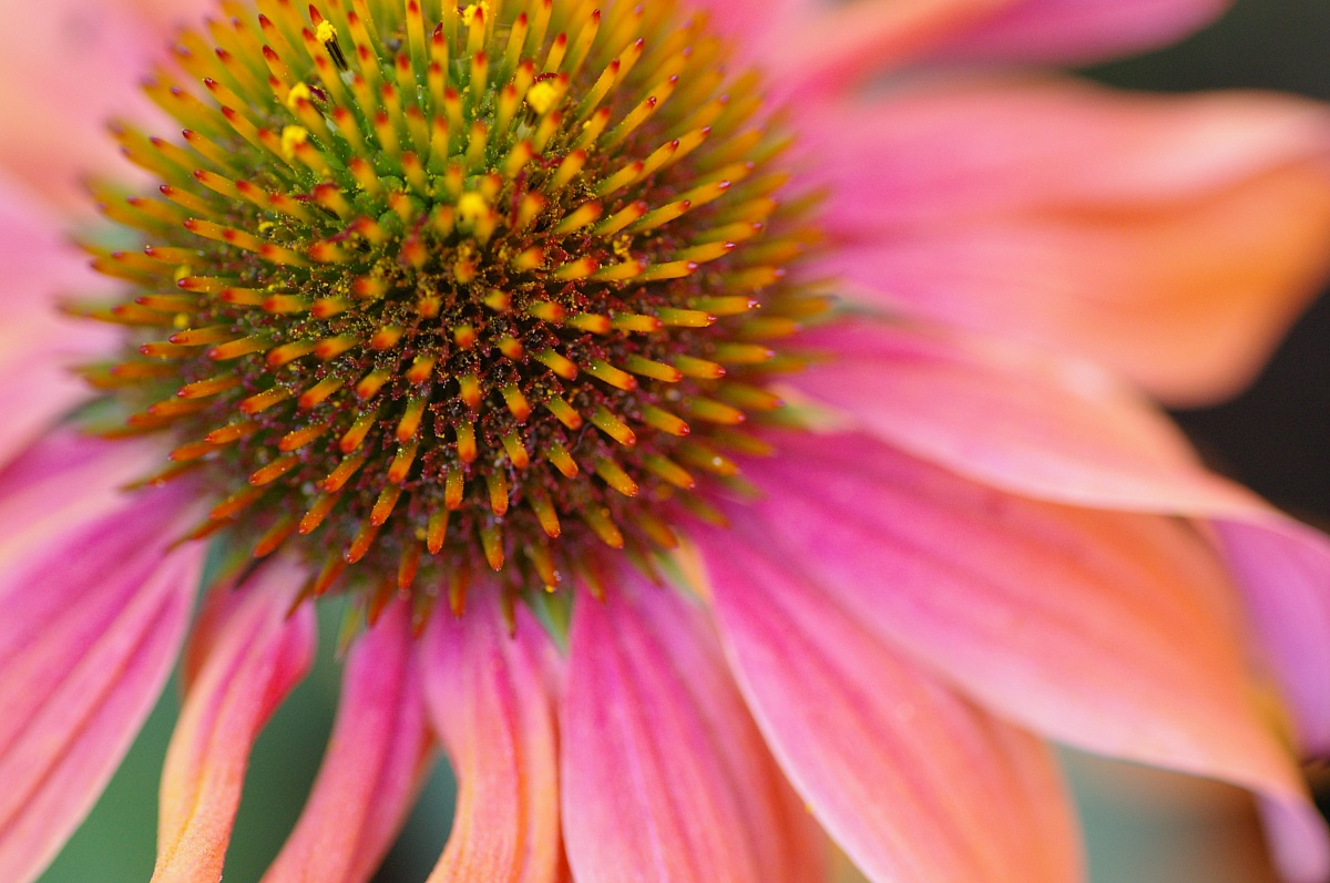 echinacea
