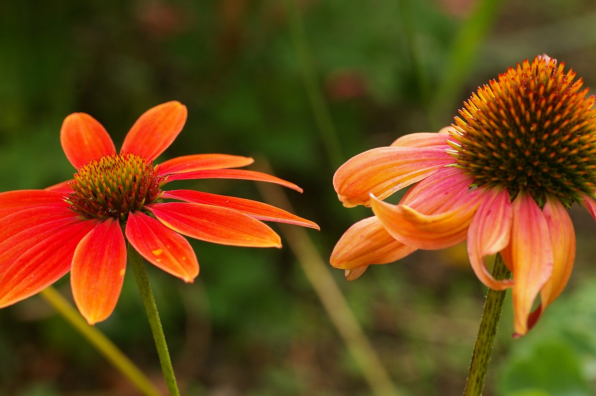 echinacea
