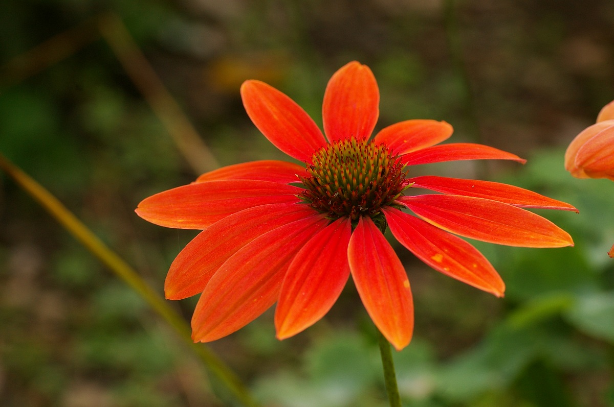 echinacea