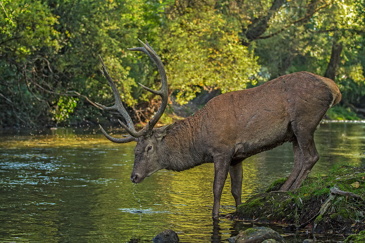 Cervo maschio all'abbeverata