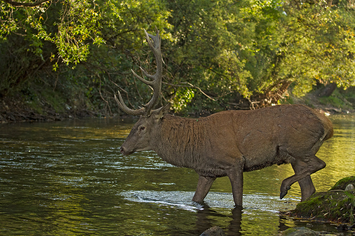Cervo maschio nel fiume