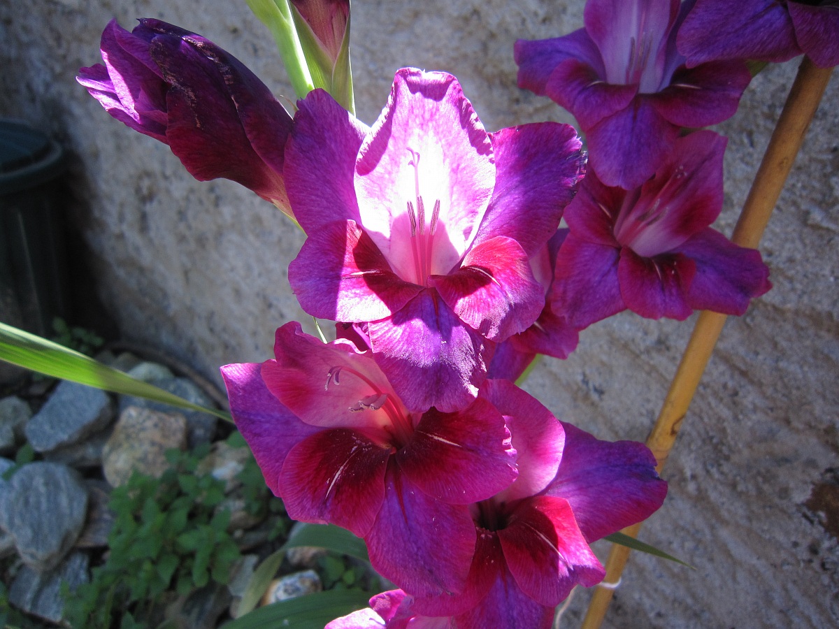 gladiolo