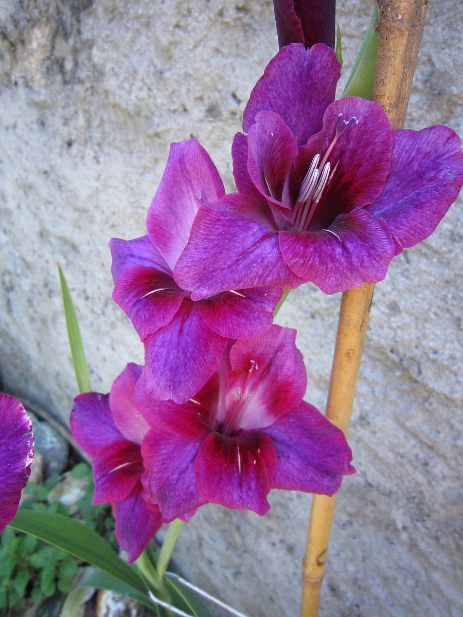 gladiolo