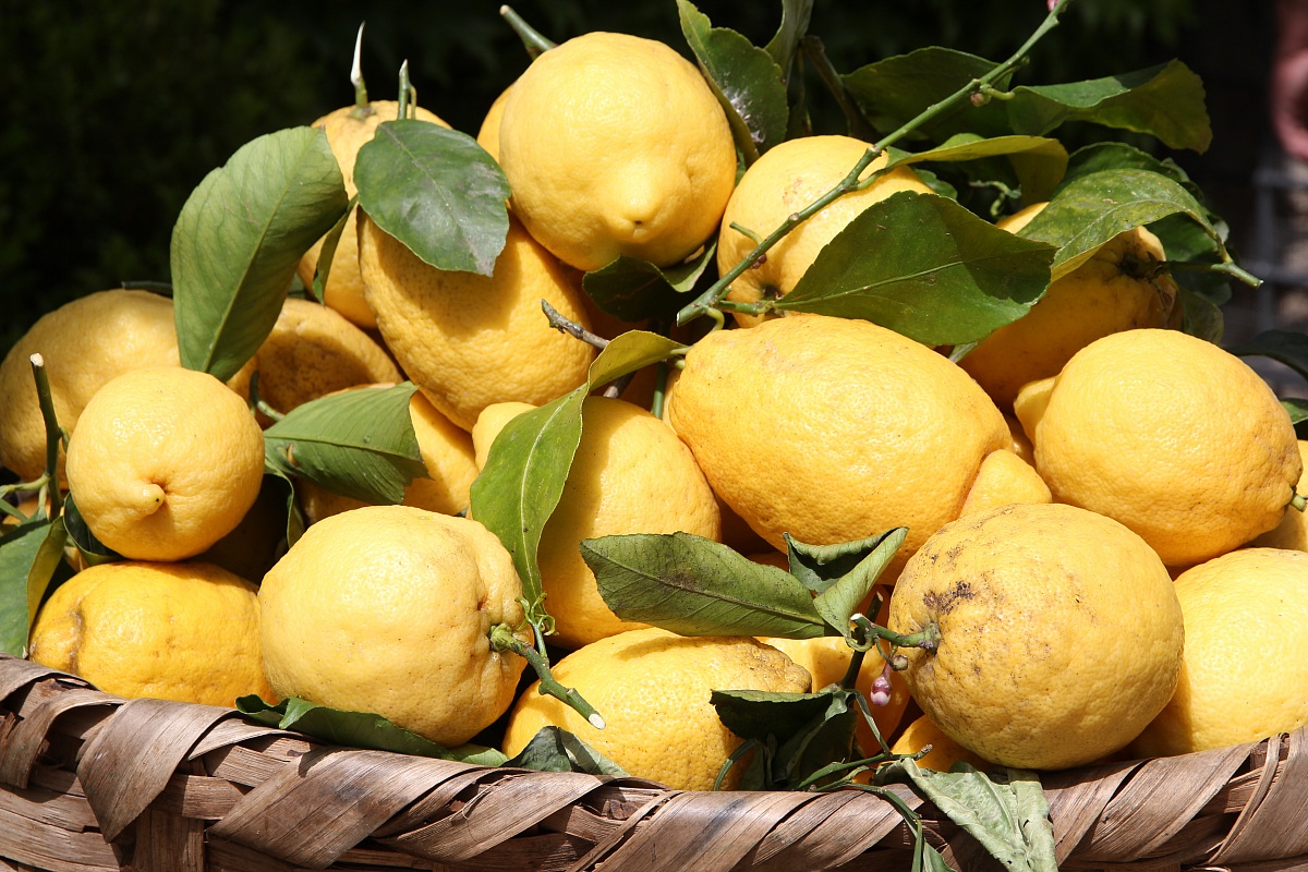 limoni di sorrento