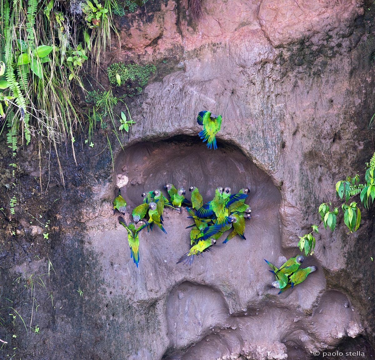 on clay - Dusky-headed Parakeet