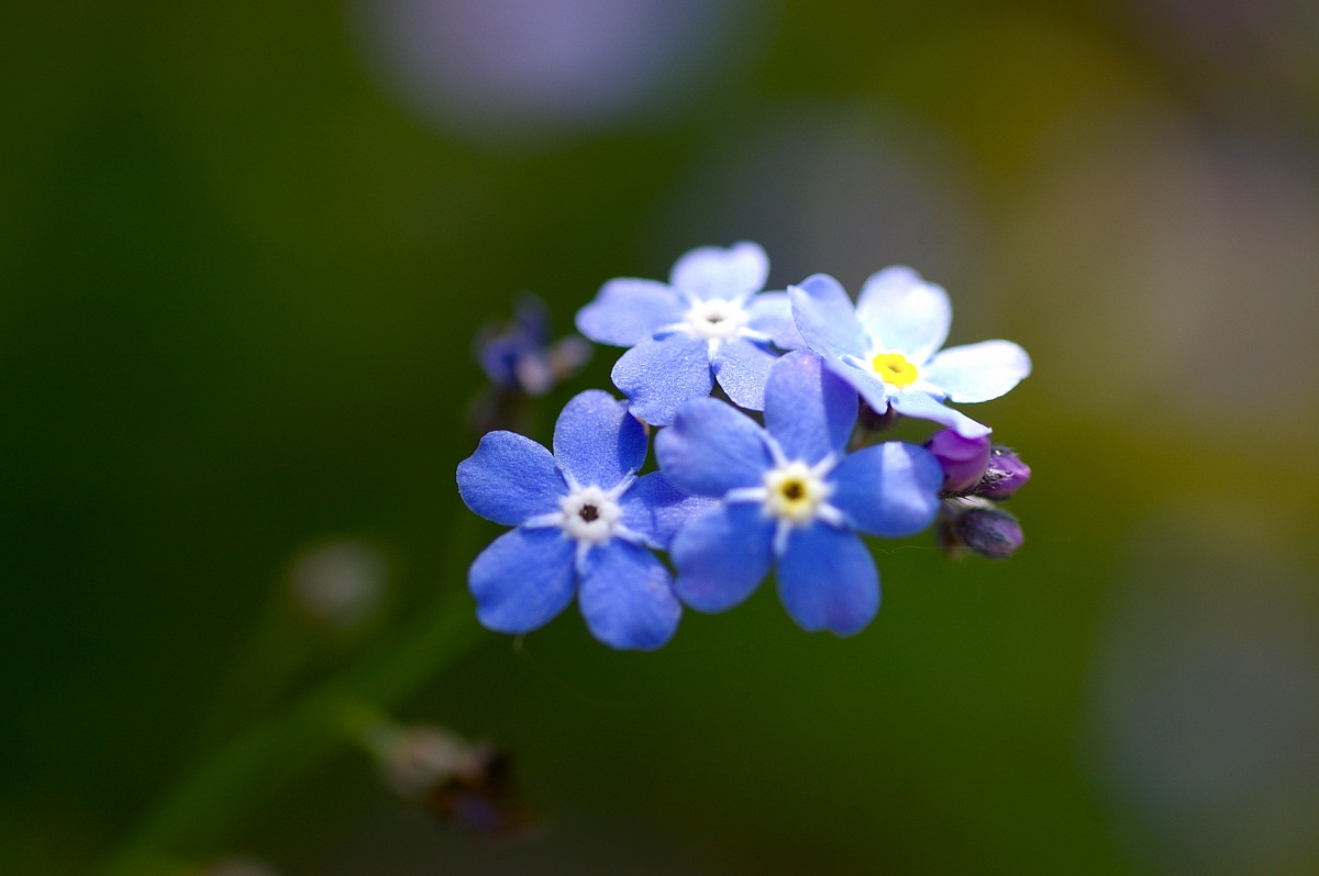 non ti scordar di me