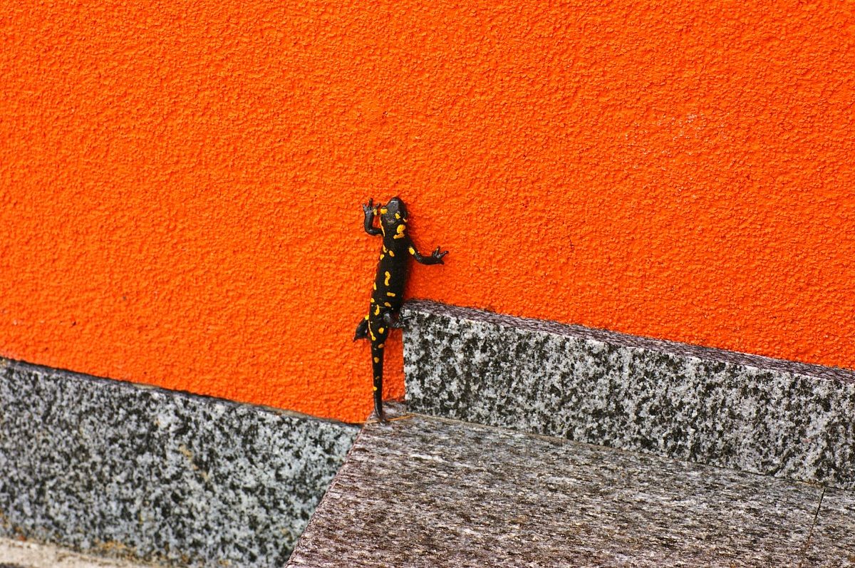 salamandra