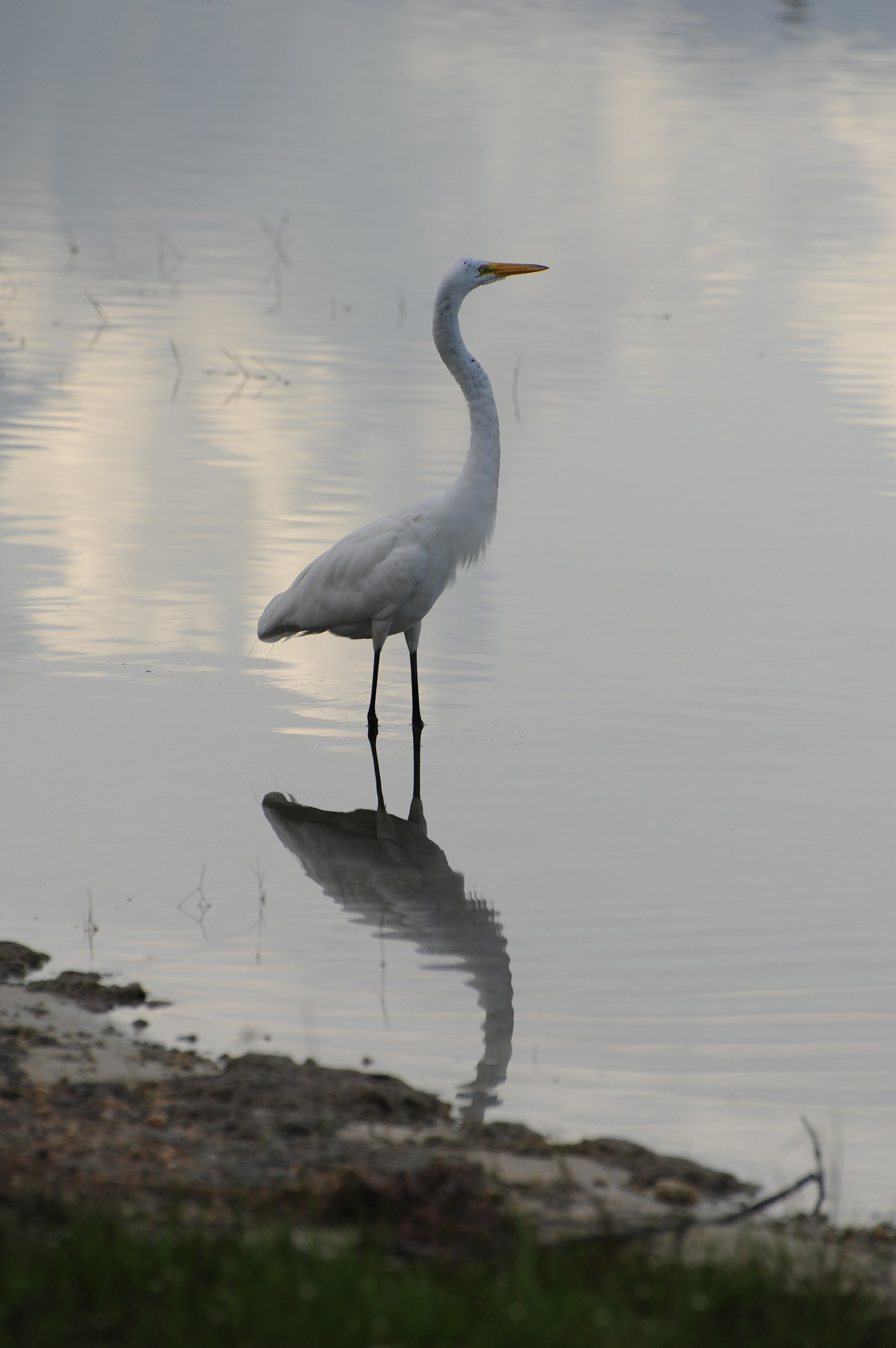 Airone bianco - Ardea alba
