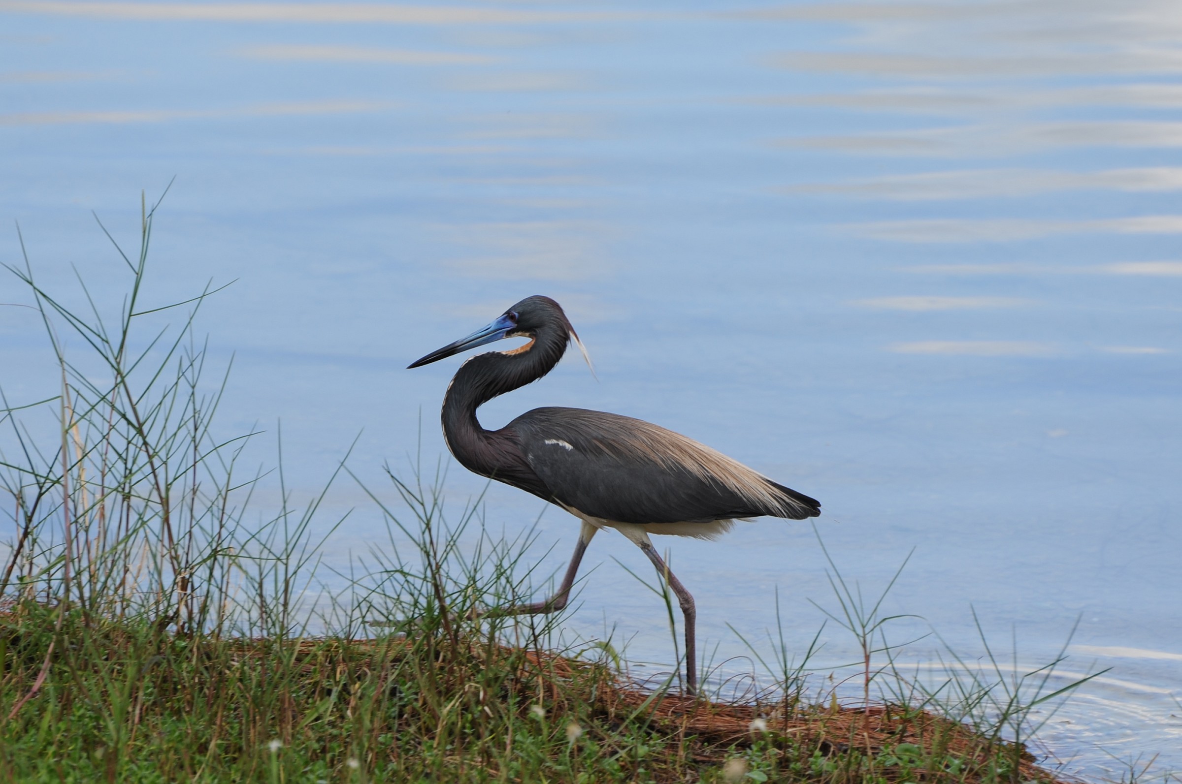 Airone tricolore - Egretta tricolor