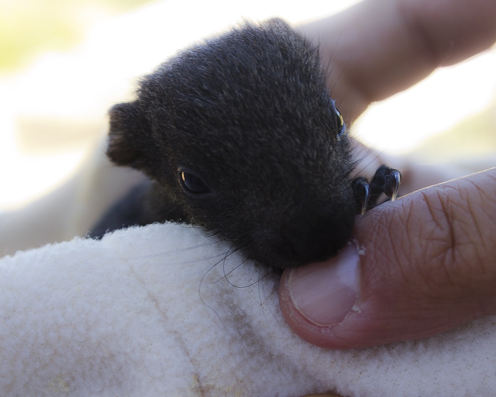 Cucciolo di scoiattolo