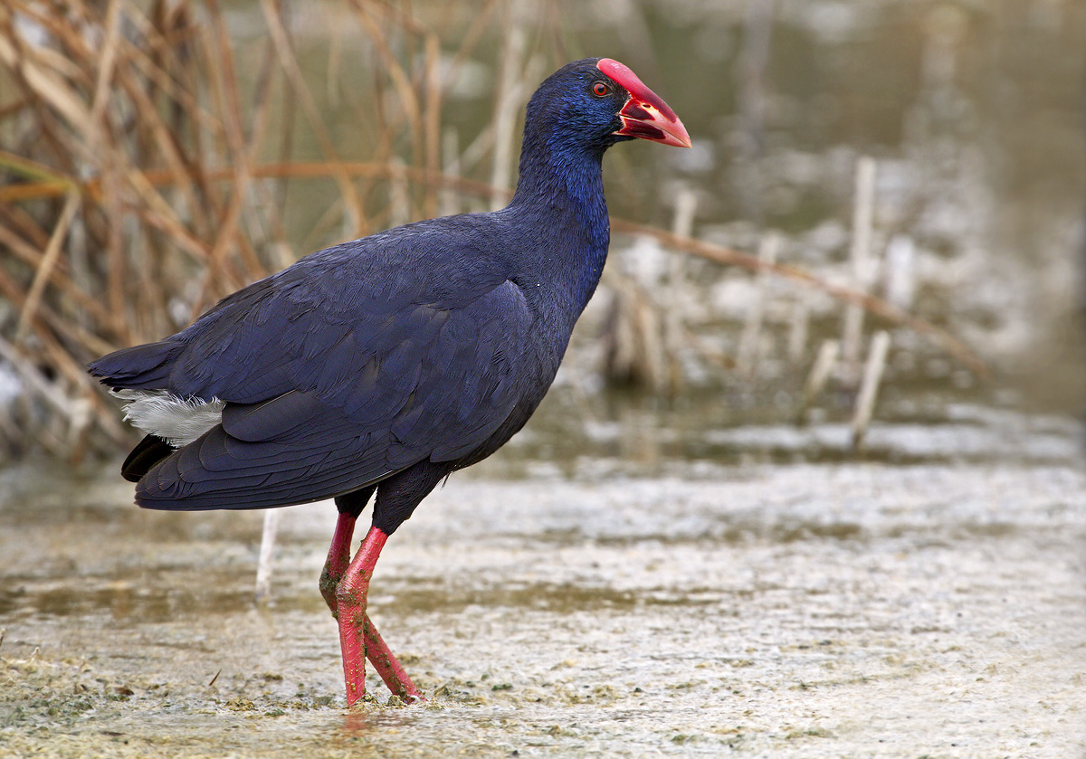 Purple Gallinule