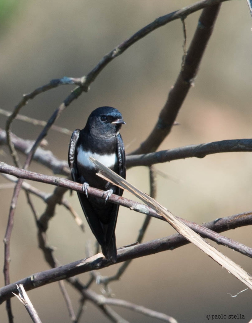 White-banded Swallow (Atticora fasciata)