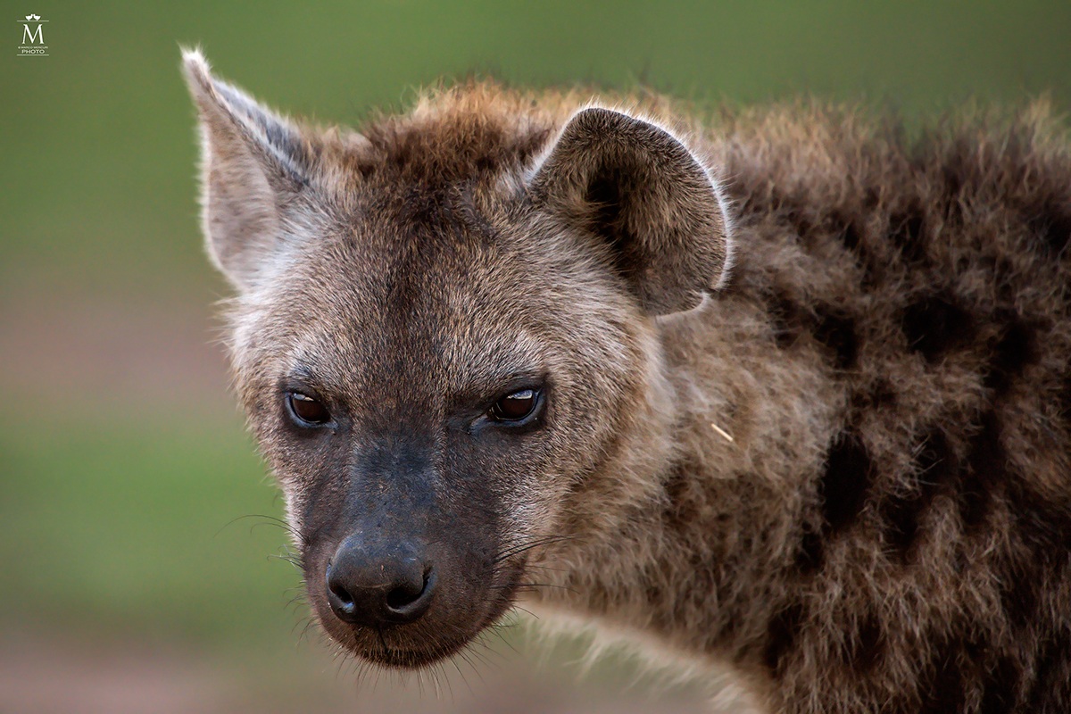 Il Temibile Sguardo della Iena.
