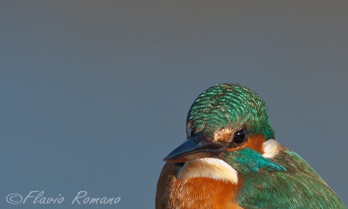 Portrait of a kingfisher